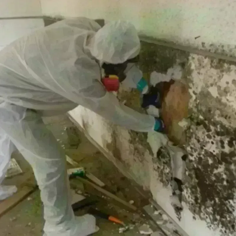 Mold Remediation and Removal in Chisago County, MN